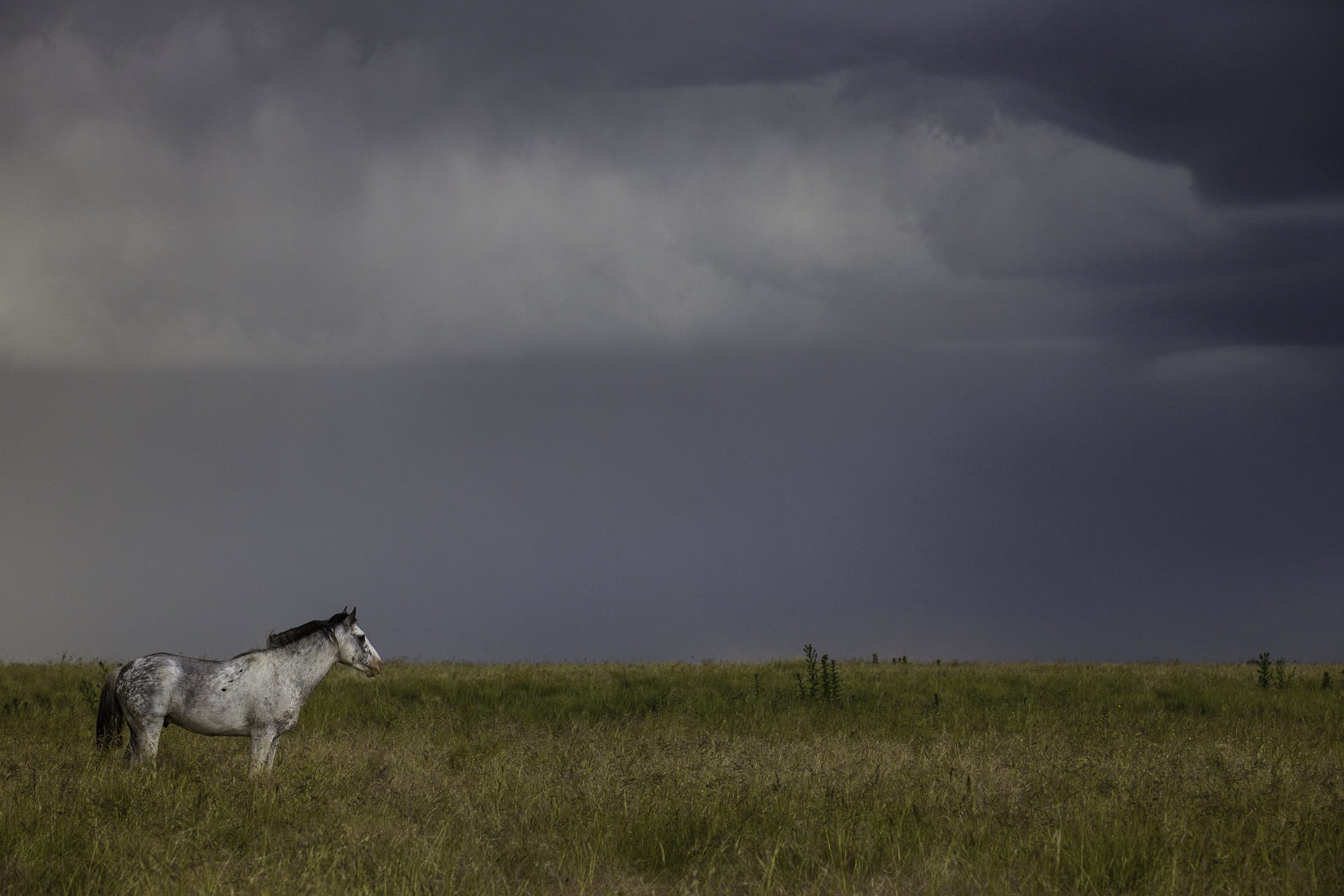 Horse in the pampas