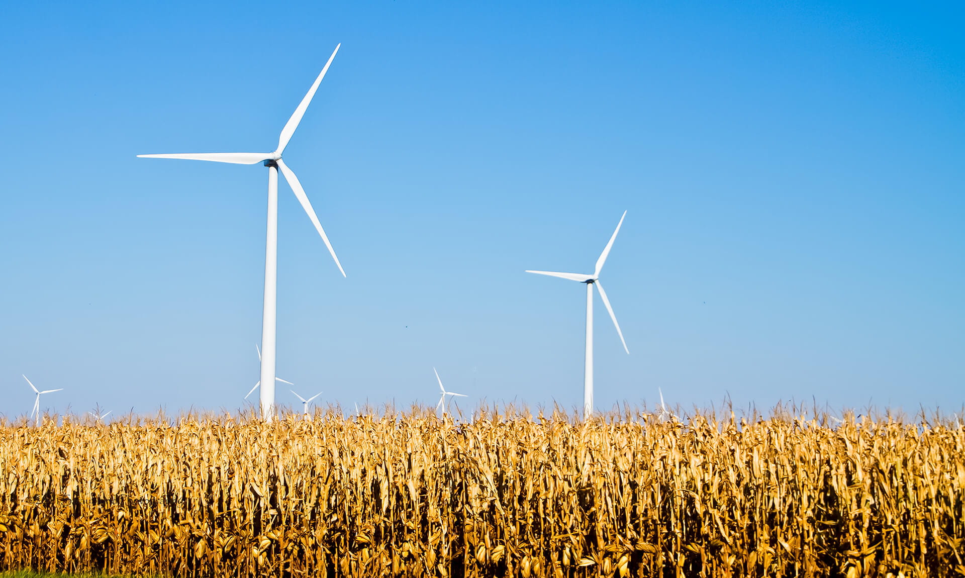 Wind Turbine Wheat Field