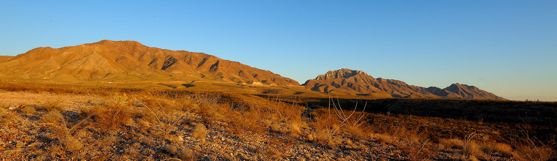 Dry desert vegetation in front of a mountain range and blue sky.