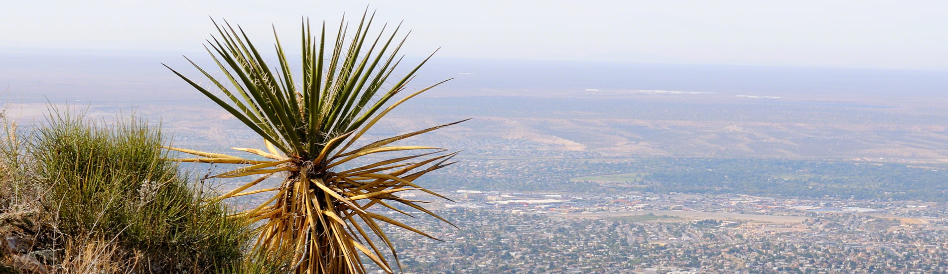 Overlooking a city in the valley with a palm tree and bush in the foreground.