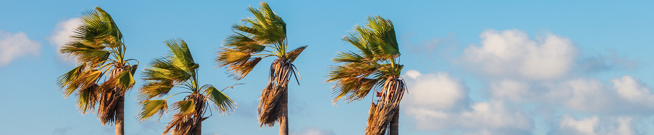 Palm trees on blue sky in Bronwsville, Texas