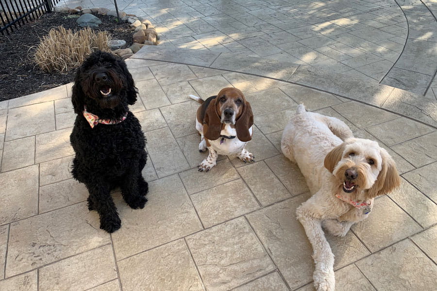 3 dogs laying on concrete