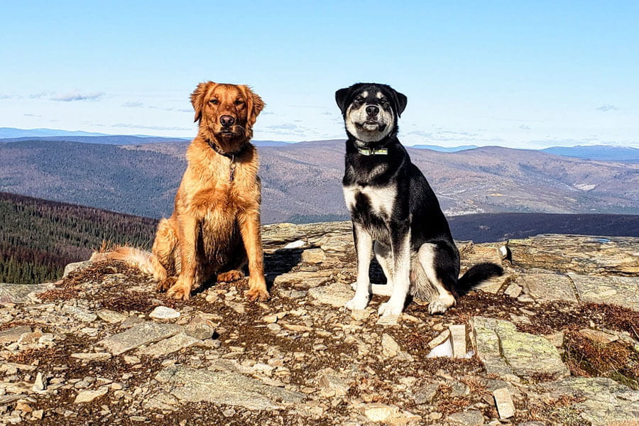 Bailey and Steve
