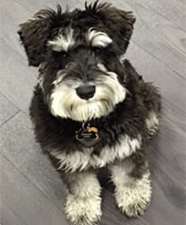 Sterling Born Bio Photo