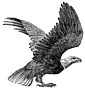 Eagle