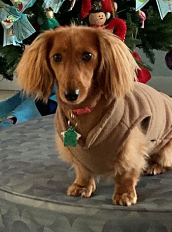 Pet of the Month
