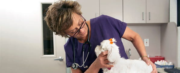 Meet Elena - woman with stethoscope examining a dog
