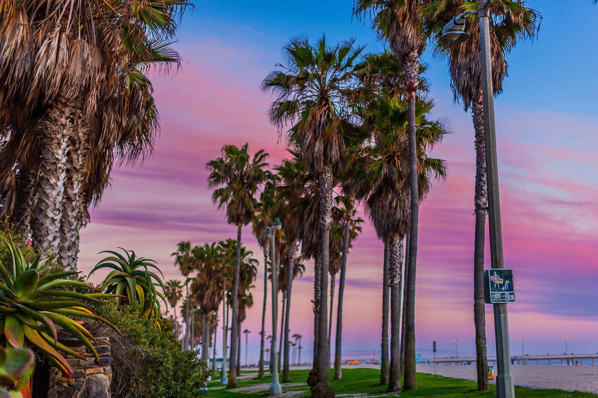 Los Angeles Row of Palm Trees
