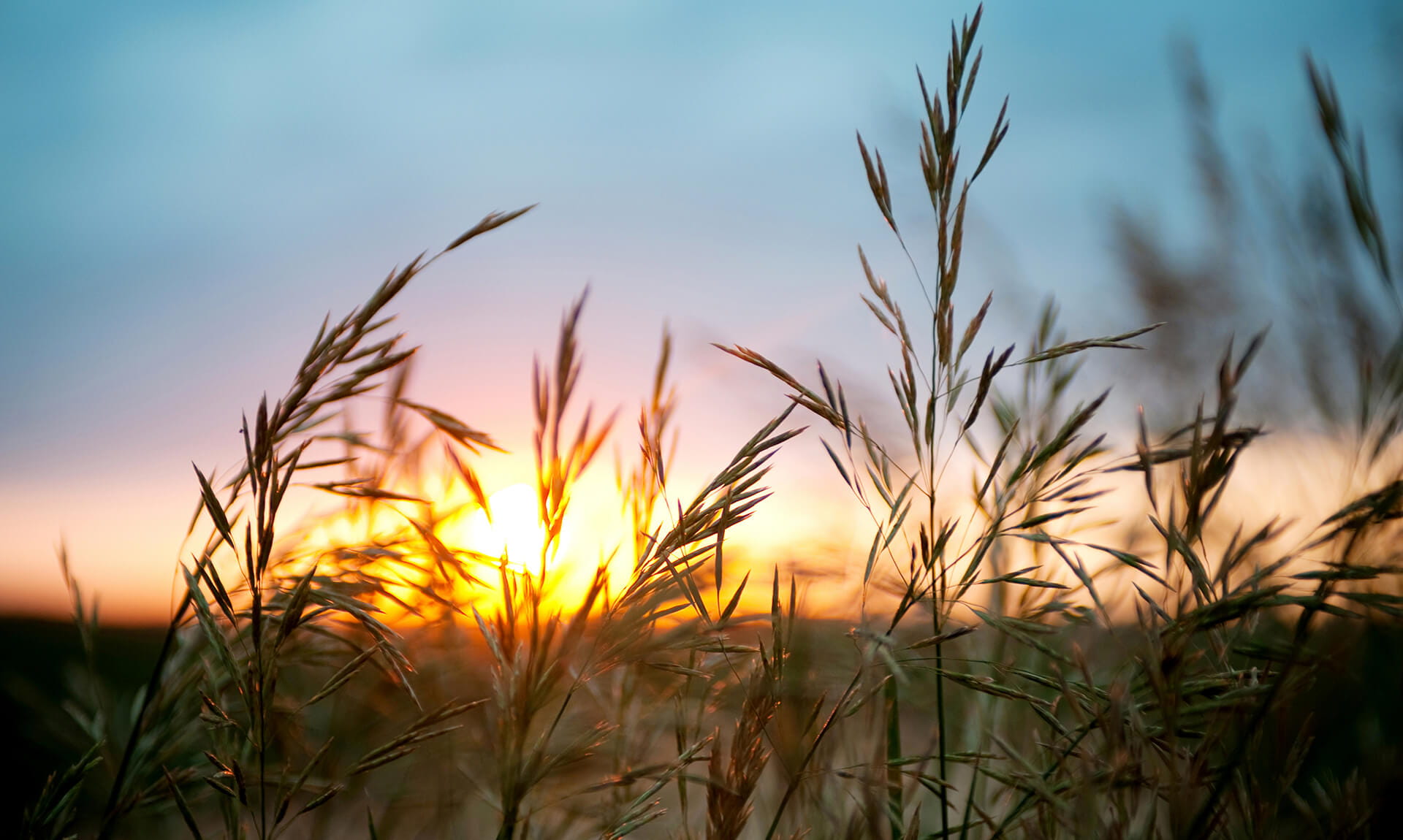 Close-up Wheat Sunset