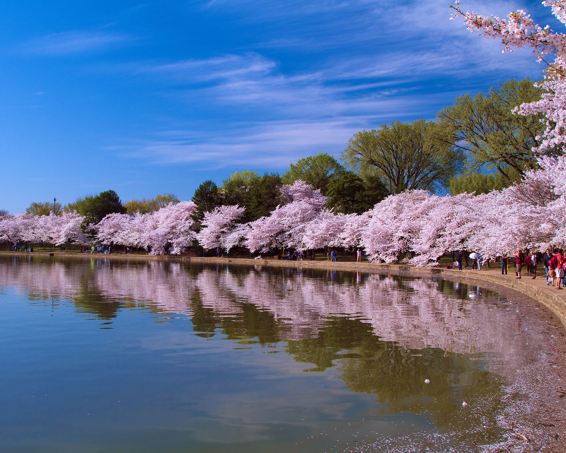 Lilac Trees along a Riverbank