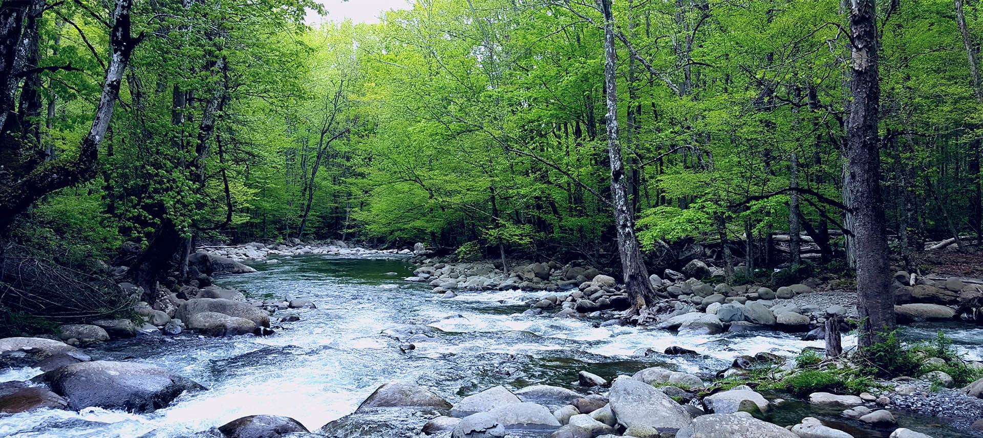 Rocky water stream among green trees.