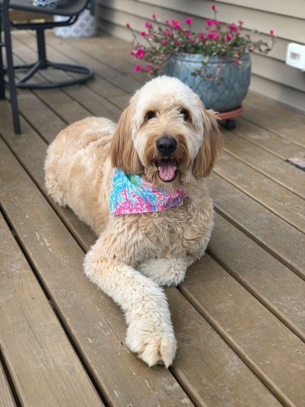 Golden doodle type dog sitting on a wooden deck with a scarf on