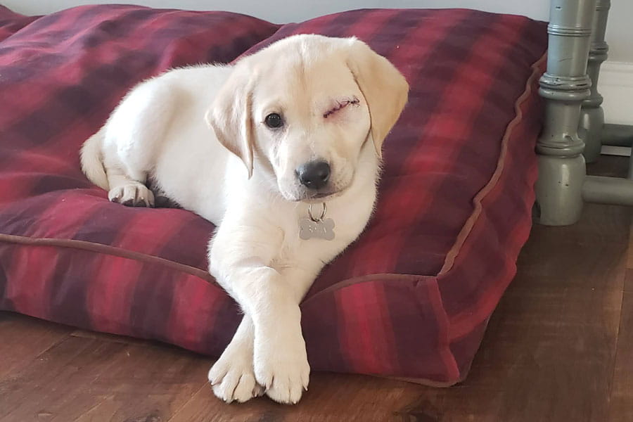 Betty Laying on dog bed