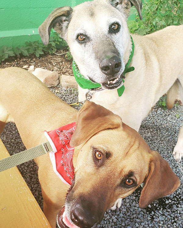 Scooby and Duncan - Office Mascots