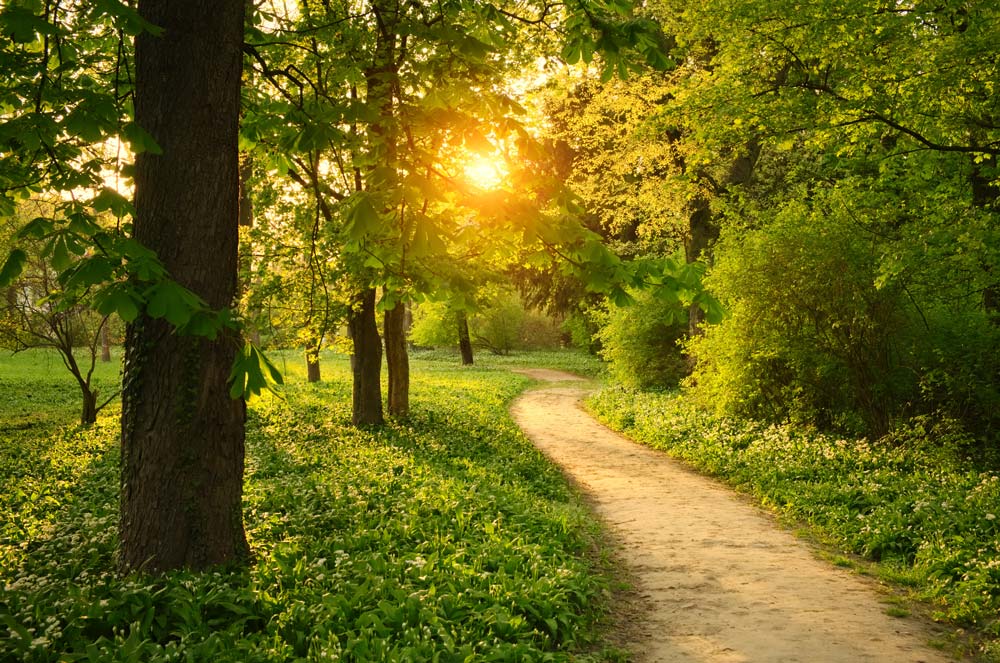 Park path on a sunny day
