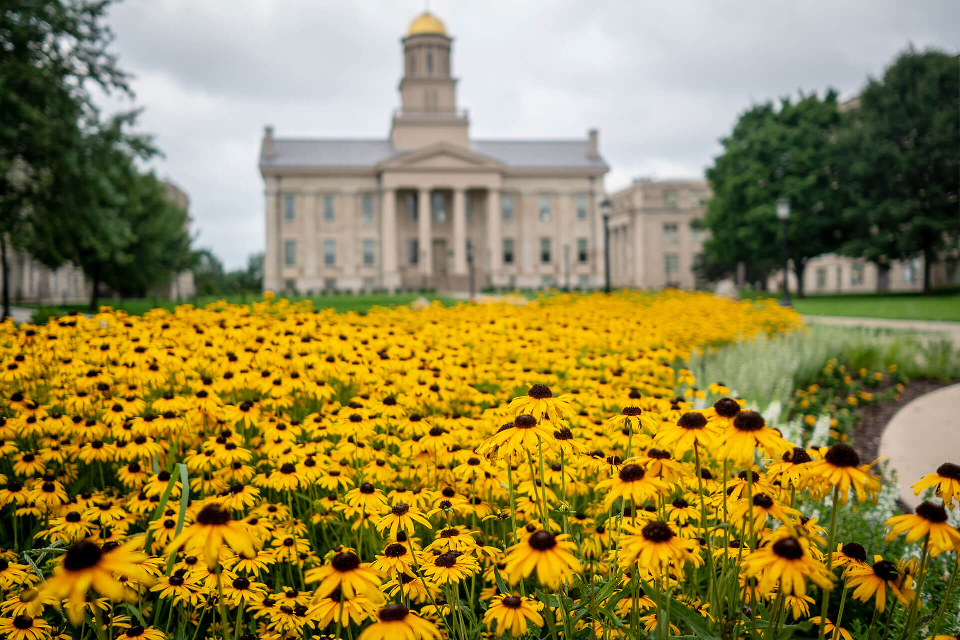 Daisy field and a government building