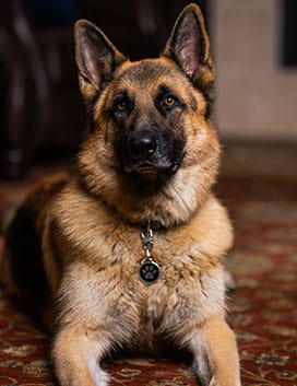 Ruger