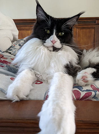 Pet of the Month