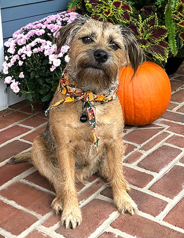 Bodie sitting and posing for the camera beside a pumpkin and flowers