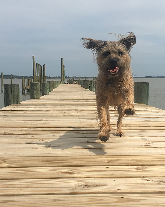 Bodie running on a pier