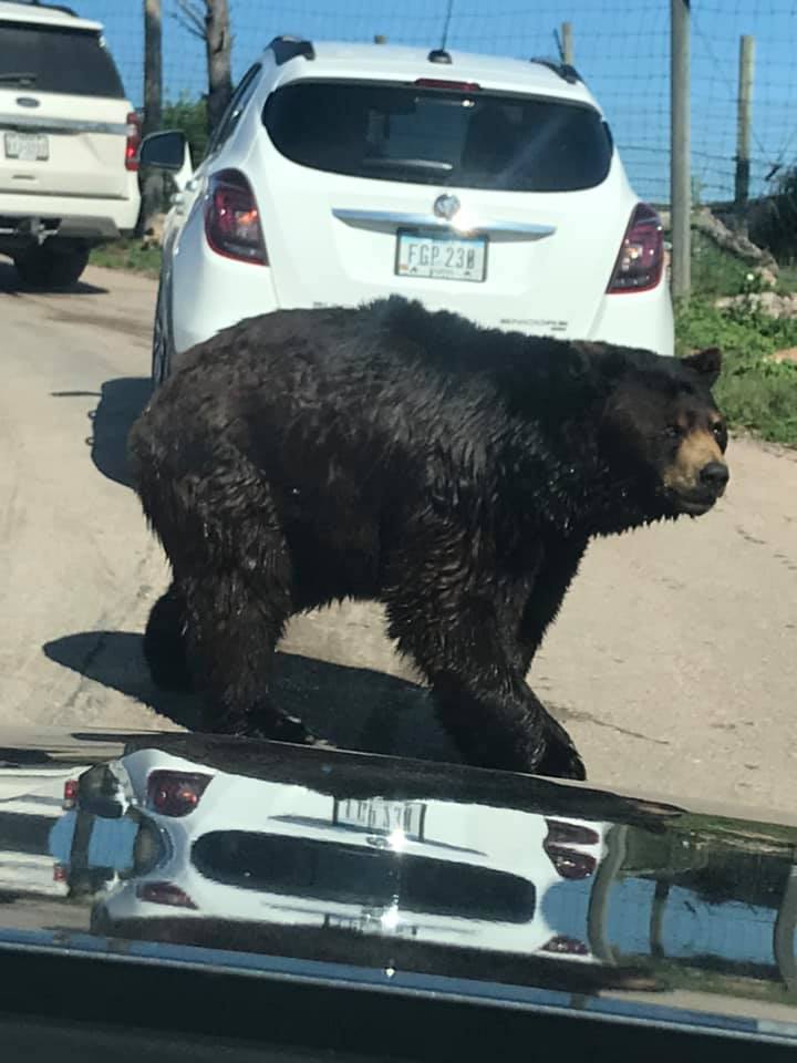 South Dakota Bear