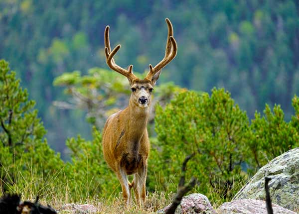 Nice Rack