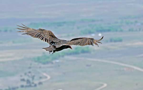 Turkey Vulture