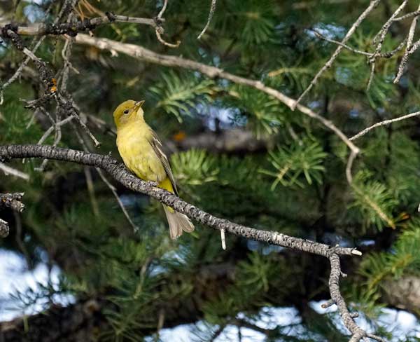 Western Tanager Female