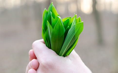 Hand holding plant