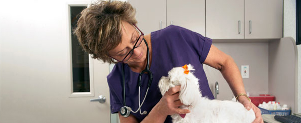 Meet Elena - woman with stethoscope examining a dog