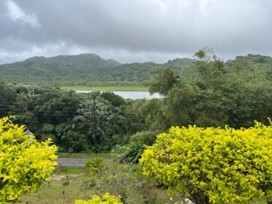 Image of the Jungle