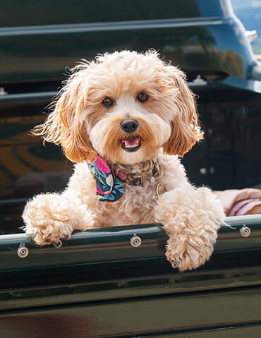 Lily the dog