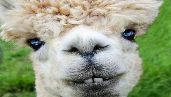 Llama