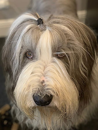 Snoopy the office dog headshot