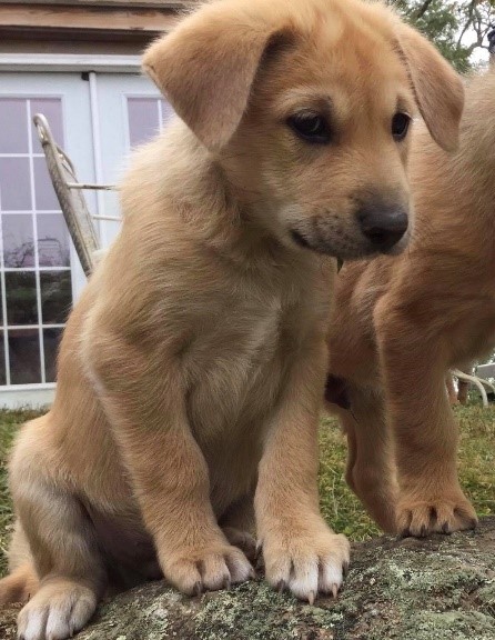 Jager the Pupp