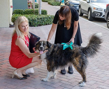 Financial Transitions - Advisors with a Dog