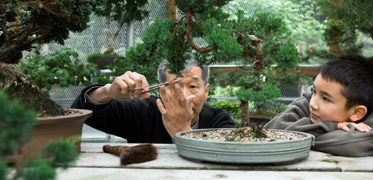 An elderly man trims a bonsai tree while a young child watches. 