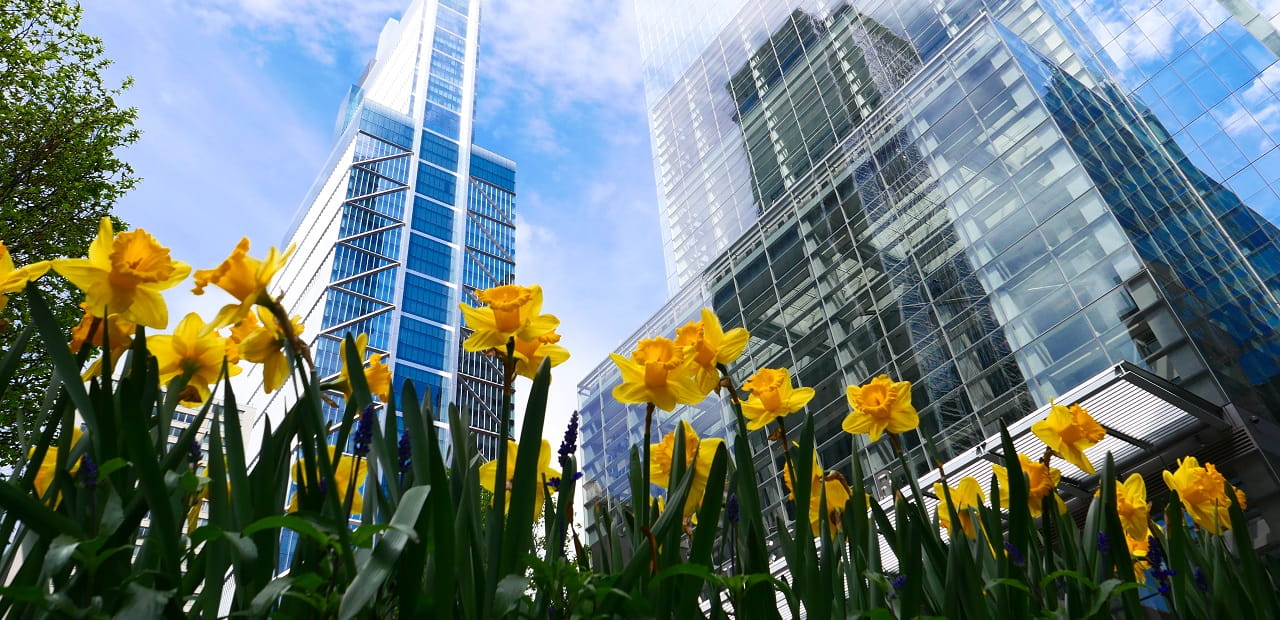 Flowers in bloom in front of city buildings. 