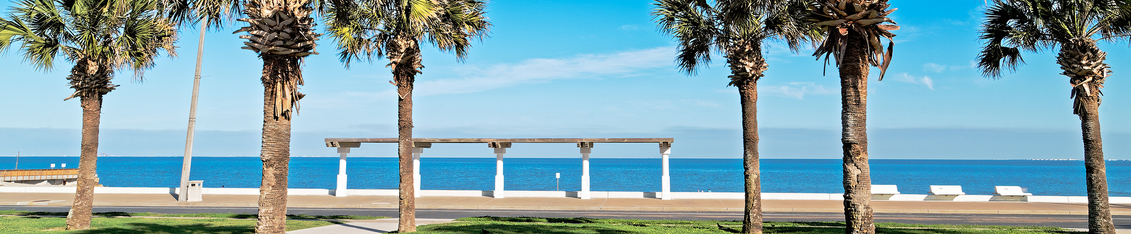 Palm trees by water in Bronwsville, Texas
