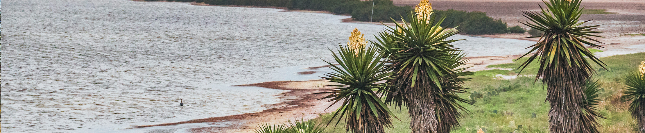 Palm trees by beach in Bronwsville, Texas