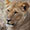 Lioness